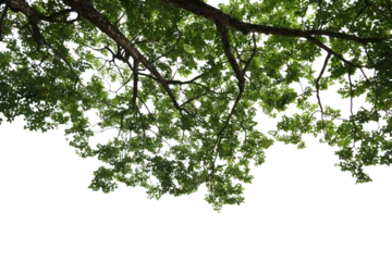 Zelfklevend Fotobehang Tropical tree leaves and branch foreground  © parinya