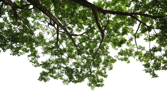 Tropical tree leaves and branch foreground 