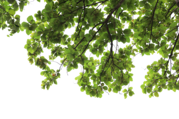 Tropical tree leaves and branch foreground 