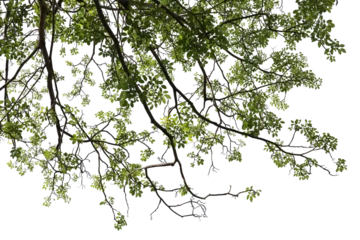 Zelfklevend Fotobehang Tropical tree leaves and branch foreground  © parinya
