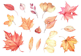Set of colorful autumn leaves, watercolor isolated illustration, fall collection for your design invitation or greeting cards, poster or autumn print, colored foliage.