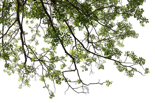 Tropical tree leaves and branch foreground 