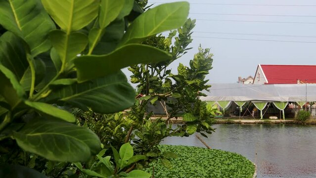 Vietnam villages Lake and traditional wedding a shack in the country.