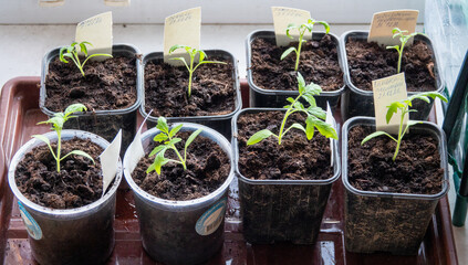 Solanum lycopersicum: tomato seedlings grow in a pot at home on window