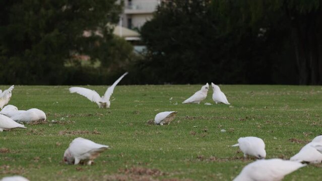 Many white corellas enthusiastically feed while mashing up green grass of a park.  Some of them squabble. Others fly past. Trees and glimpses of houses in background