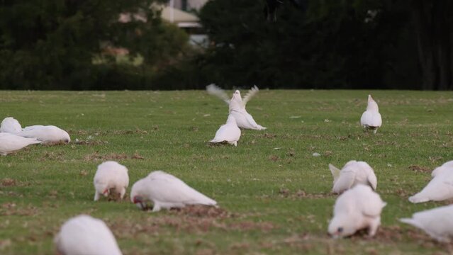 As white corellas feed in green grass of park a black crow intrudes causing a battle