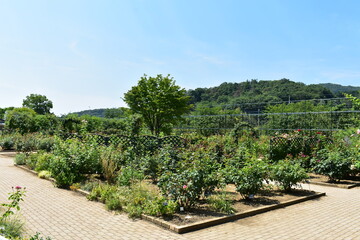 Fototapeta na wymiar 栃木県の名所　足利フラワーパーク　夏の風景