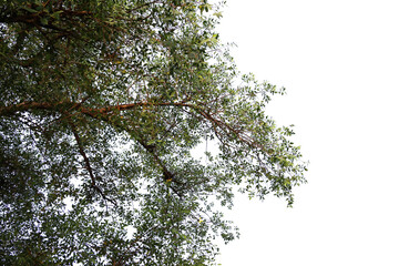 Tropical tree leaves and branch foreground 