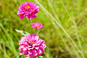 pink Zinnia violacea flower blooming beauty nature in Thailand garden and soft blur 