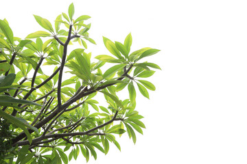 Tropical tree leaves and branch foreground 