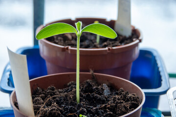 cucumbers seedlings in peat tablets on a wooden table in the sun in a garden.Planting material set.biodegradable natural planting material for growing natural vegetables .Growing seedlings.