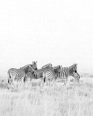 Fototapeta na wymiar a group of zebras on an African plain in black and white