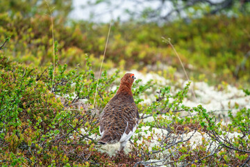 Willow ptarmigan in the wild