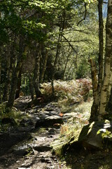 forêt aux Cascades de l’Artigue près de Auzat en Ariège