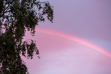 Light rainbow visible on a purple sky, silhouette birch tree leaves in front.