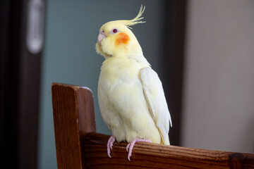 Yellow parrot corella is sitting on the floor and chair