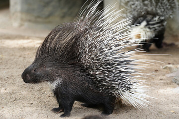 Stachelschwein mit aufgestellten Nadeln