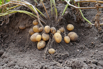 Close up of potato plant roots with tubers on it and dried green plant parts in an upper part of a picture. Depiction of how potato plant is growing with carefully removed soil around a roots.
