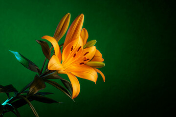 Stunning orange color lily. Beautiful fine art still life image of flowers with high saturated color and dark green background.