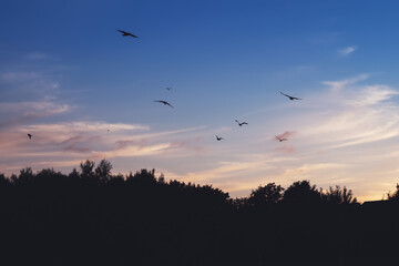 Silhouette of a trees and roof of home and birds flying in cool and warm sunset sky. Nature background Calm and relaxing mood.