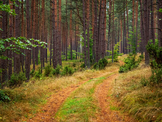 autumn pine tree deep forest, moody woods, fall season weather