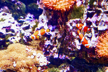 Clownfish, amphiprions Amphiprion is a genus of marine ray-finned fish from the family pomacentrum...