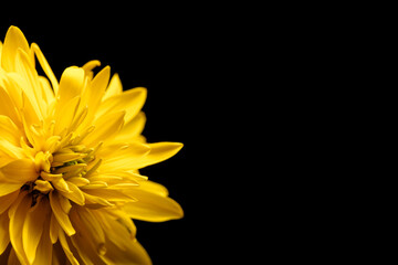 Yellow flower isolated on the black background.  Close-up. Nature