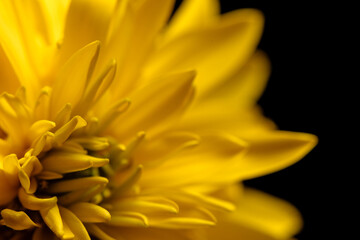 Yellow flower isolated on the black background.  Close-up. Nature