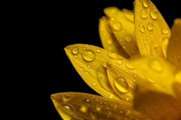 Yellow flower petals with dew drops. Outdoors, closeup