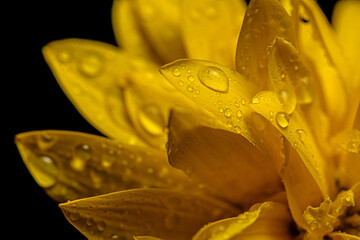 Yellow flower petals with dew drops. Outdoors, closeup