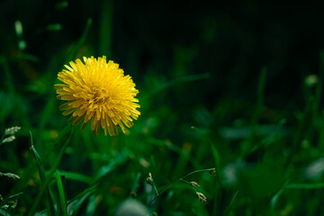 Yellow dandelion flower in green grass. Blooming spring meadow. Close-up