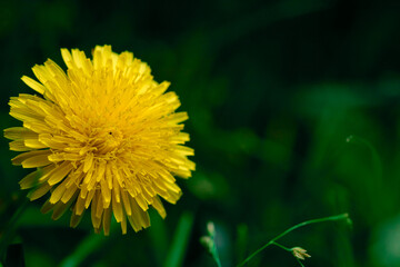 Yellow dandelion flower in green grass. Blooming spring meadow. Close-up