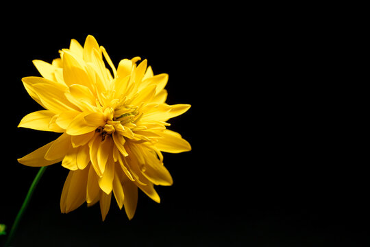 Yellow flower isolated on the black background. Close-up. Nature