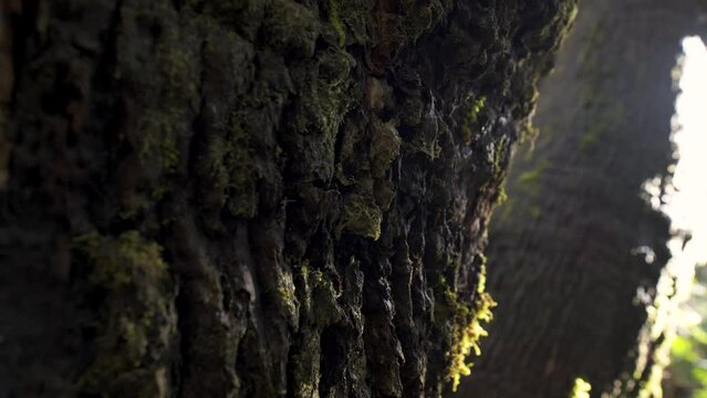 Detalle de corteza de tronco de &aacute;rbol grande con musgo. Paning con luz del sol brillando