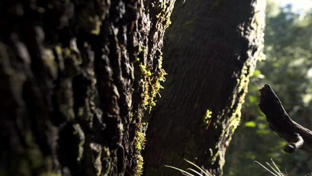Macro de corteza de tronco de &aacute;rbol grande con musgo. Paning con luz del sol brillando