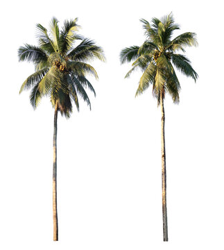 coconut palm tree