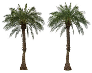 Phoenix dactylifera palm trees