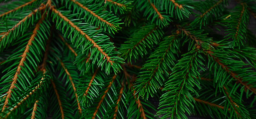 large branches of green spruce close up