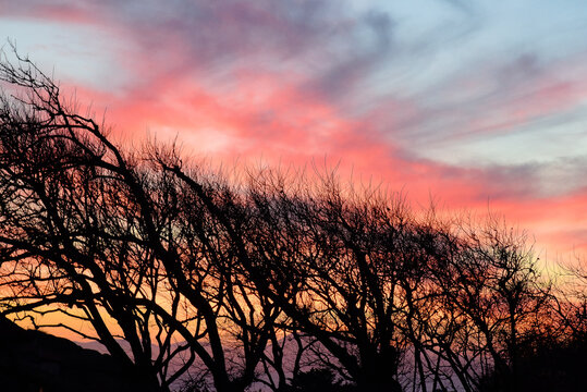 Un magnifique coucher de soleil rouge, rose et violet derrière des silhouettes d'arbres