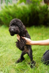 A cute, fluffy, black poodle sits in the hands of a guy buried on camera, on a summer sunny day against the background of a green, floral garden.