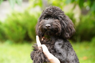 A cute, fluffy, black poodle sits in the hands of a guy buried on camera, on a summer sunny day...