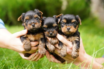 Three cute, small, furry Yorkshire-Shirry terrier puppies sit in the hands of a guy and the girl looks into the camera, on a sunny summer day against the background of a green, floral garden.