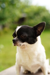 A funny, quirky, black and white chihuahua sits on a table and looks at a man in the background in a green garden.