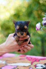 A cute, small, fluffy Yorkshireman terrier puppy sits in the guy's arms looking at the camera on a sunny summer afternoon against a green, floral garden.