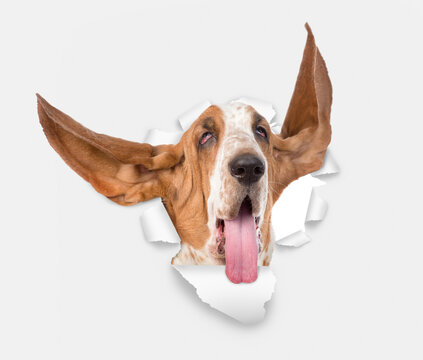 Basset Hound  with long flapping ears looks through a hole in white paper