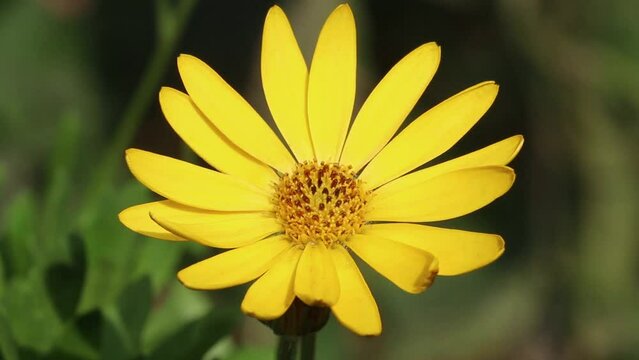 Closeup of a  yellow Osteospermum ecklonis flower, a popular garden plant. UK