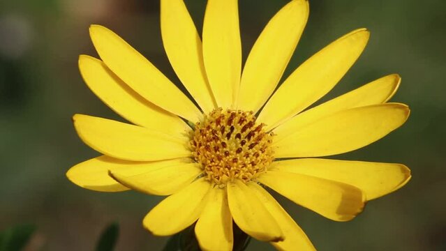 Closeup of a  Osteospermum ecklonis flower, a popular garden plant. UK