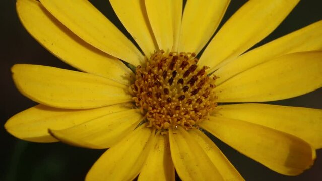 Closeup of a yellow flower of the Osteospermum ecklonis, a popular garden plant. UK