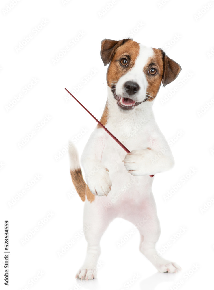 Poster smart jack russell puppy points away on empty space. isolated on white background