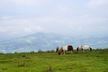 Fototapeta na wymiar Des chevaux sauvages appelés pottoks broutent sur les hauteurs des montagnes basques